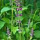 Stachys sylvatica