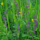 Stachys sylvatica