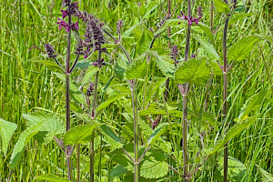 Hedge Woundwort: Stachys sylvatica