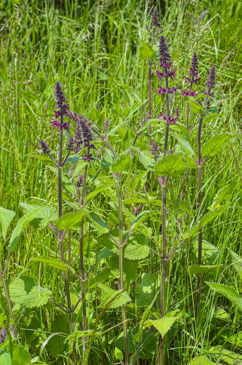 Stachys sylvatica - &copy; Charles Hipkin