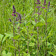 Stachys sylvatica