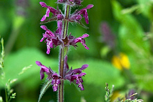 Hedge Woundwort: Stachys sylvatica