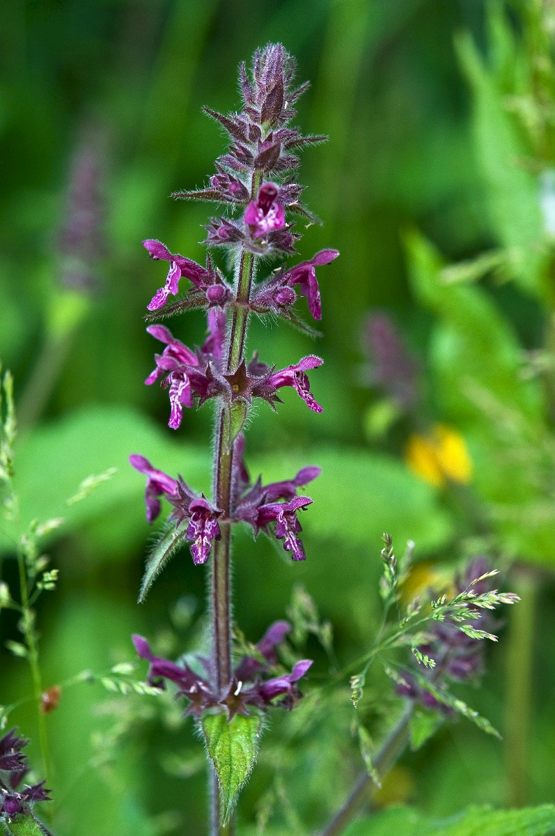Stachys sylvatica - &copy; Charles Hipkin