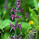 Stachys sylvatica