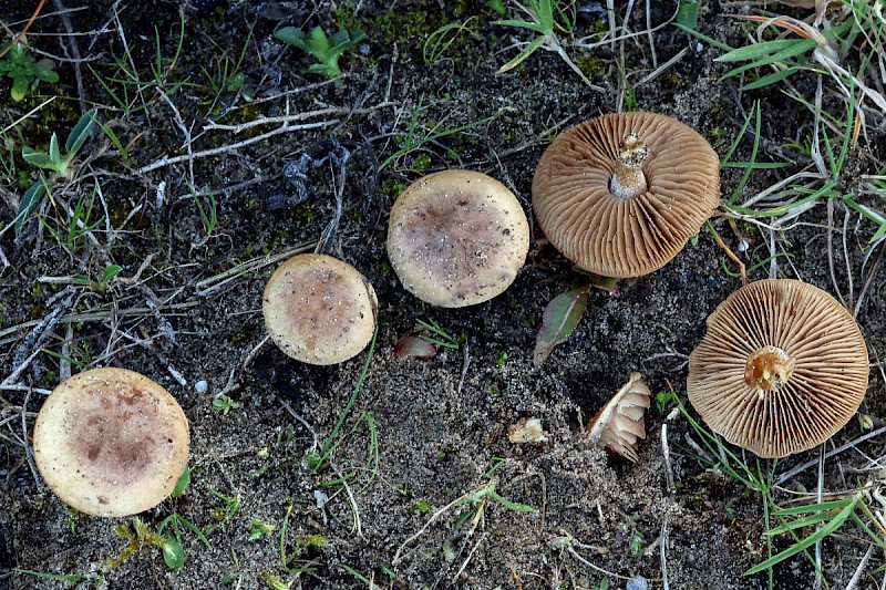 Hebeloma dunense - &copy; Charles Hipkin