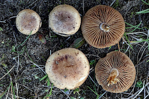 Dune Poisonpie: Hebeloma dunense