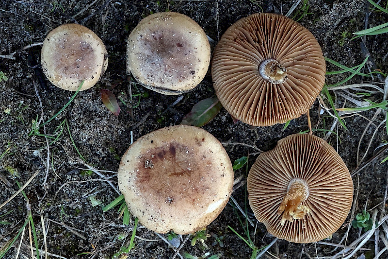 Hebeloma dunense - &copy; Charles Hipkin