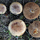 Hebeloma dunense