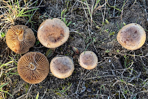 Dune Poisonpie: Hebeloma dunense