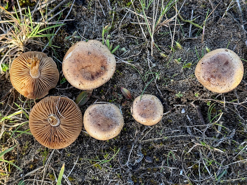 Hebeloma dunense