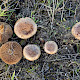 Hebeloma dunense