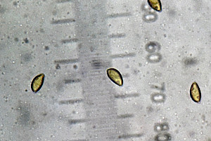 Dune Poisonpie: Hebeloma dunense