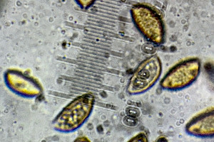 Dune Poisonpie: Hebeloma dunense