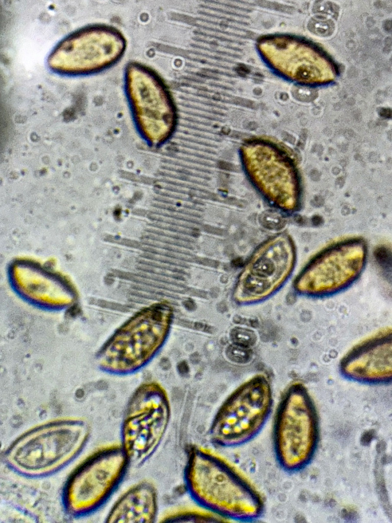 Hebeloma dunense - &copy; Charles Hipkin