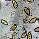 Hebeloma dunense