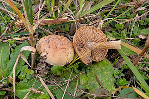 Hebeloma dunense Dune Poisonpie