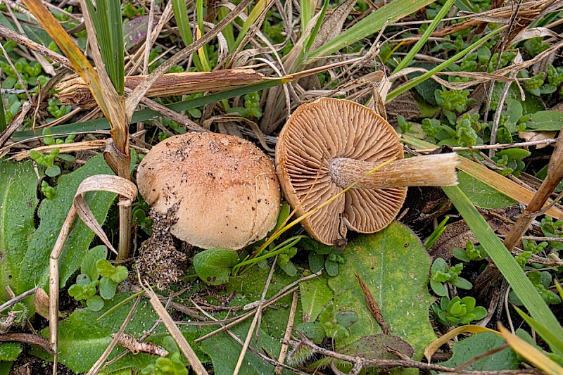 Hebeloma dunense - &copy; Barry Stewart