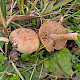 Hebeloma dunense