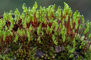Bryum capillare Capillary Thread-moss