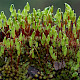 Bryum capillare