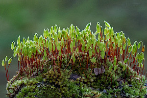 Capillary Thread-moss: Bryum capillare
