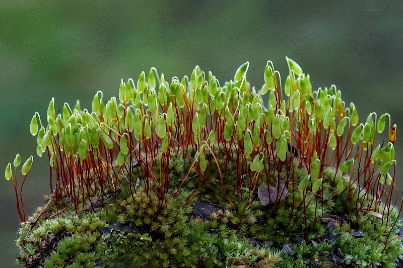 Bryum capillare - &copy; Charles Hipkin