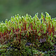 Bryum capillare