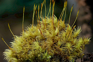 Dicranum scoparium Broom Fork-moss