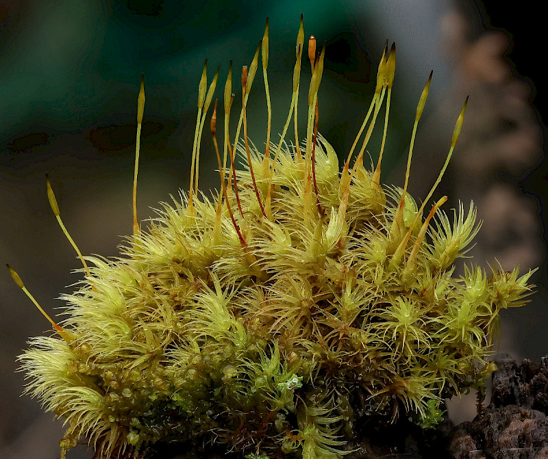 Dicranum scoparium - &copy; Charles Hipkin
