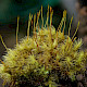 Dicranum scoparium