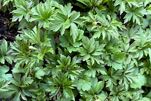 Wood Anemone: Anemone nemorosa