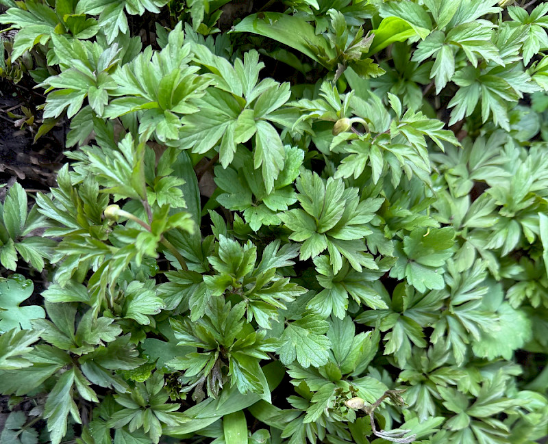 Anemone nemorosa - &copy; Charles Hipkin
