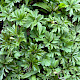 Anemone nemorosa