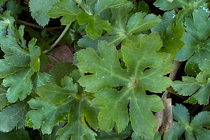 Sanicle: Sanicula europaea