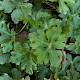 Sanicula europaea