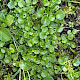 Wahlenbergia hederacea