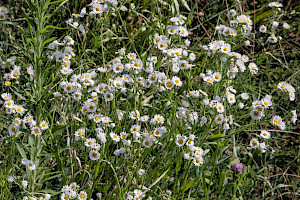 Erigeron annuus Tall Fleabane