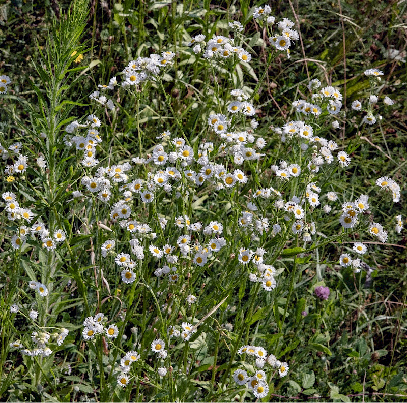 Erigeron annuus - &copy; Charles Hipkin