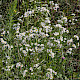 Erigeron annuus