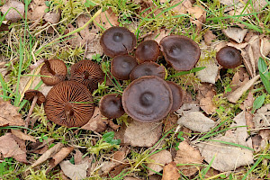 Cortinarius vernus Spring Webcap