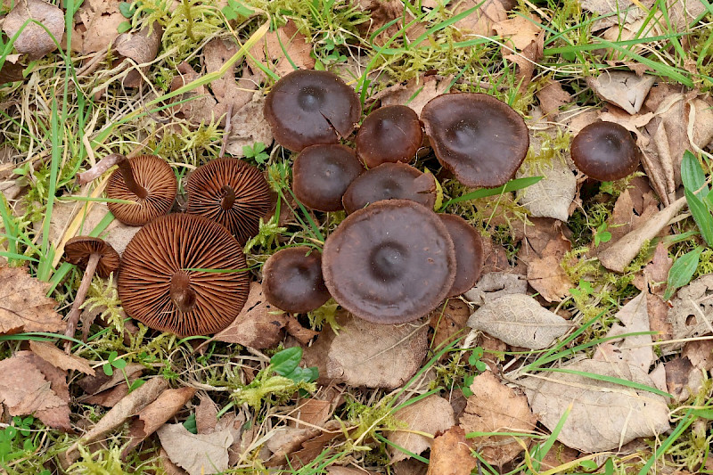 Cortinarius vernus - &copy; Charles Hipkin