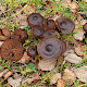Cortinarius vernus