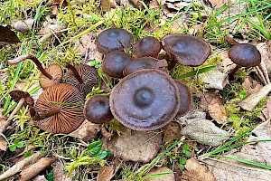 Spring Webcap: Cortinarius vernus