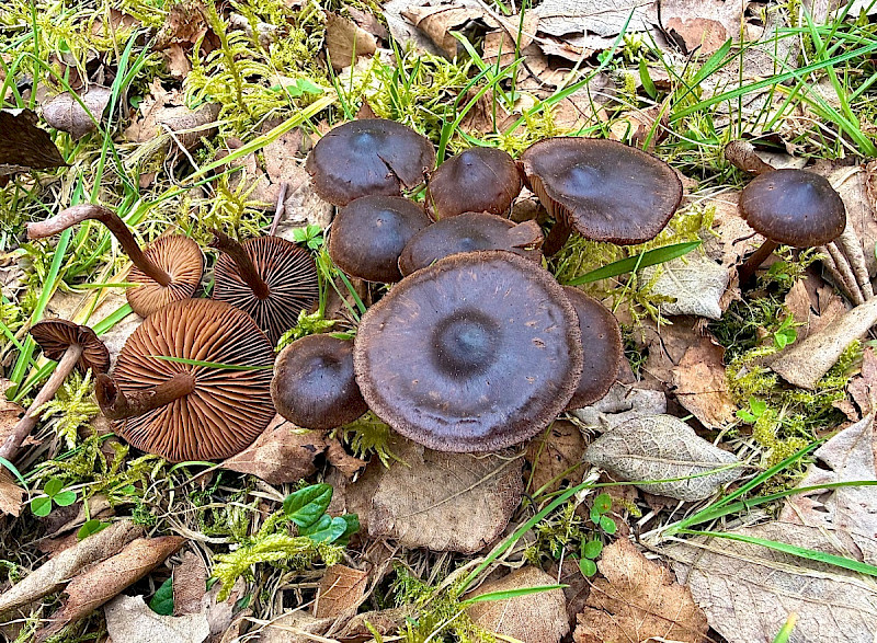 Cortinarius vernus - &copy; Charles Hipkin