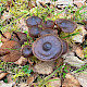 Cortinarius vernus