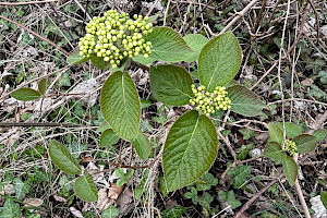 Wayfaring-tree: Viburnum lantana