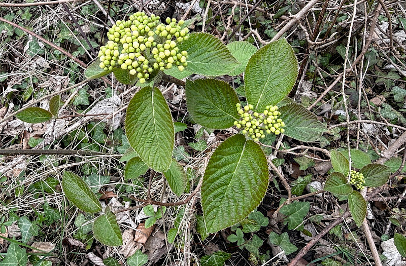 Viburnum lantana - &copy; Charles Hipkin