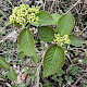 Viburnum lantana