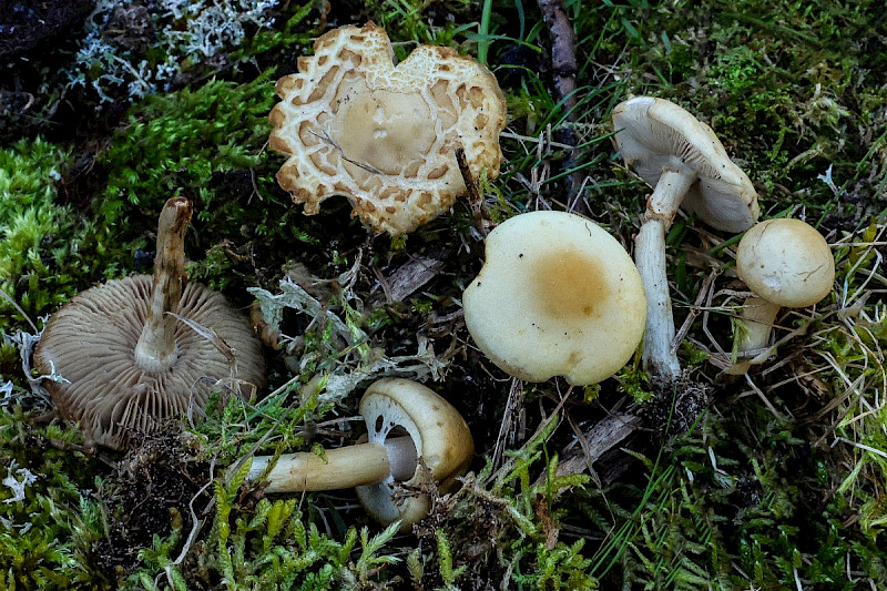 Agrocybe praecox - &copy; Charles Hipkin