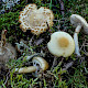 Agrocybe praecox